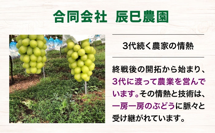 種無し ぶどう 種なし ブドウ フルーツ 葡萄 果物 巨峰 ピオーネ 家庭用 訳あり 自宅用 不揃い 人気 おすすめ 送料無料