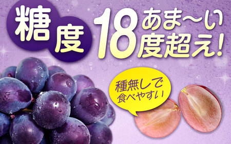 期間限定/8月下旬～9月上旬頃発送 沼隈ぶどう「ピオーネ」 約2kg 4～5房（種なし） 広島県福山市/福山市農業協同組合　沼隈グリーンセンター ぶどう ブドウ 葡萄 種なし 大粒 ピオーネ [BAE