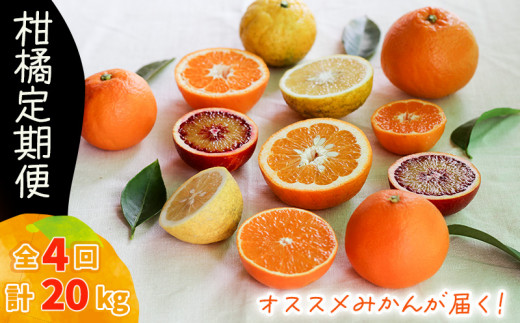 柑橘定期便 【2026年12月下旬頃から順次発送】 5kg × 4回 計20kg 品種おまかせ | 家庭用 みかん 温州 蜜柑 ミカン 果物 フルーツ 定期便 旬 季節限定 数量限定 NPO法人農音 愛媛県 松山市 中島 農音