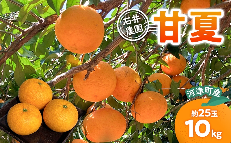 
                  甘夏 10kg 柑橘 かんきつ みかん あまなつ 旬の果物 フルーツ 果実 果物 くだもの 河津町 静岡県[№5227-0607]
                