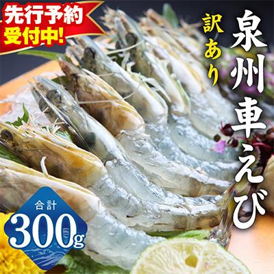 ふるさと納税 泉佐野市 【先行予約】泉州車えび 300g 訳あり サイズ不揃い 生食可 G2185