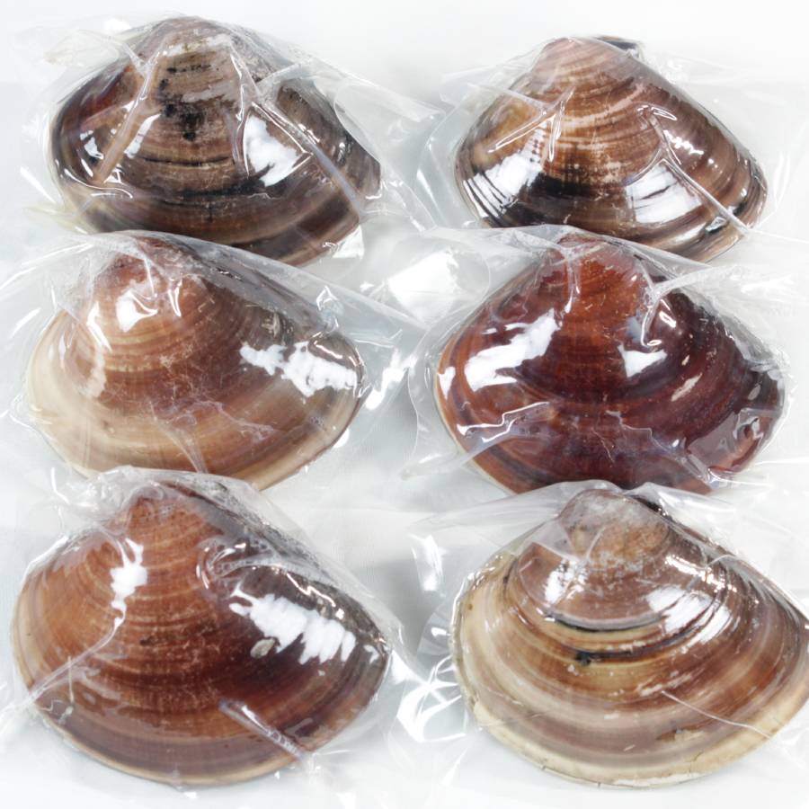 ＜桑名はまぐり屋＞桑名産「はまぐり」10年もの（レトルト）6粒