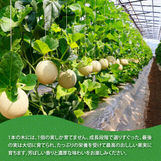 SKS023　緊急支援　高知県産 高級マスクメロン（ご贈答・ギフト用）1玉入〈南国市共通返礼品〉【発送期間：4月～12月（9カ月）】【1月～3月は気候温度不安定の為出荷不可となります。】_イメージ3