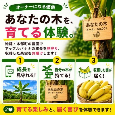 ふるさと納税 本部町 【収穫体験型】あなたの木から届く!沖縄本部町産のアップルバナナ オーナー制度1株 |  | 01