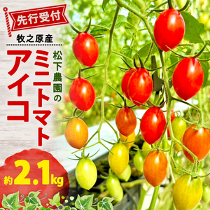 アイコ ミニトマト 2.1kg 先行予約 トマト