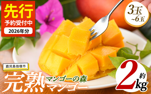 【2026年 発送】しあわせ完熟マンゴー3〜6玉入り(マンゴーの森/IB040-002) マンゴー フルーツ 果物 旬 夏 指宿 いぶすき 鹿児島  完熟  お供え 御供 ギフト 贈り物 プレゼント グルメ 予約 先行予約 南国 南国フルーツ 果実 マンゴー グランプリ マイスター 太陽 国産 鹿児島県産 果汁