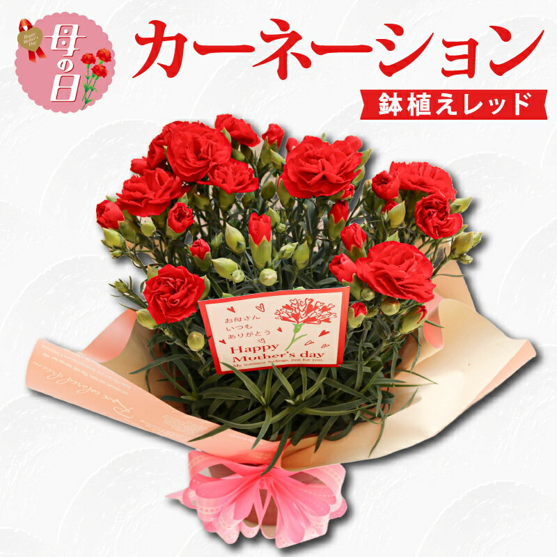【ふるさと納税】 【先行予約】 母の日に！ カーネーション 鉢植え レッド 赤 お花 ギフト 母の日 鉢花 生花 贈物 贈答用 5号 お花 2026年5月から順次発送 オンライン決済限定 静岡県 藤枝市