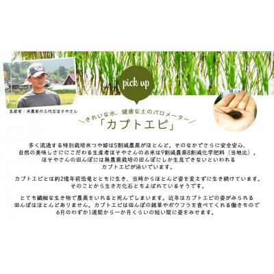 ふるさと納税 山形市 令和6年産 つや姫 5kg (精米) 特別栽培米  FY25-125 |  | 03