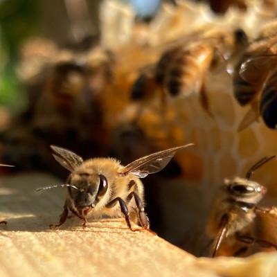 ふるさと納税 半田市 国産蜂蜜4本セット(ボトル) |  | 03