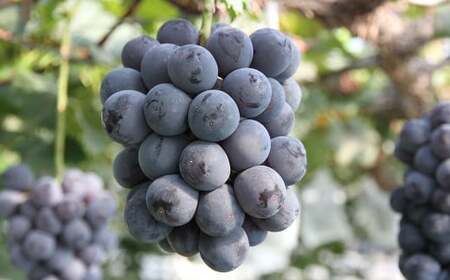 【4回定期便】ぶどう食べ比べ 約1.8kg （3～5房）×4回 合計約7.2kg【2026年7月下旬～10月下旬迄順次発送予定】ブドウ 果物 フルーツ 食べ比べ 定期便