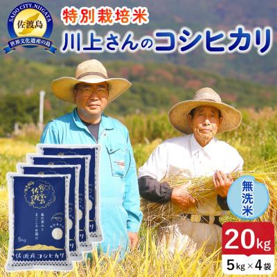 ふるさと納税 佐渡市 【新米】令和8年産 佐渡島産川上さんのコシヒカリ 無洗米20kg 特別栽培米