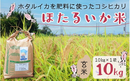 【訳あり】ほたるいか米（玄米10kg）【通年発送】 【訳あり 米 コシヒカリ こしひかり ほたるいか ホタルイカ お米 ブランド米 富山 滑川】