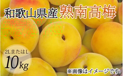【梅干・梅酒用】（2LまたはL－10Kg）熟南高梅＜2025年6月上旬～7月上旬ごろに順次発送予定＞ / フルーツ 果物 くだもの 食品 人気 おすすめ 送料無料 和歌山 うめ 梅 完熟梅 梅干し 梅酒 ウメ【art011A】