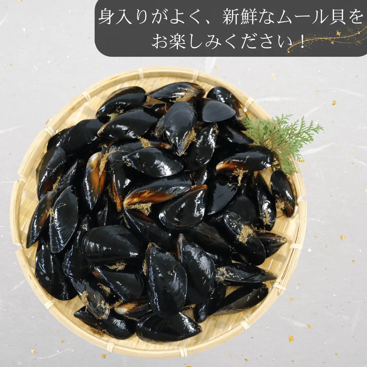 期間限定 活ムール貝 1.9kg 国産 冷蔵 ＼ ムール貝 ／