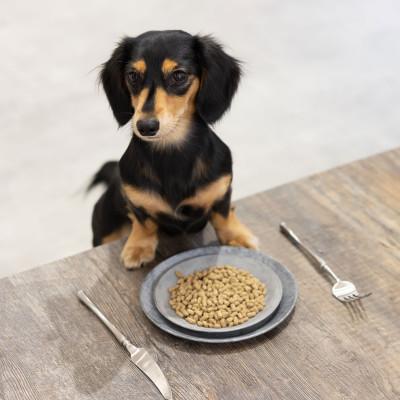 ふるさと納税 羽島市 国産ドッグフード  国産鶏肉使用 ドライタイプ 560g |  | 03