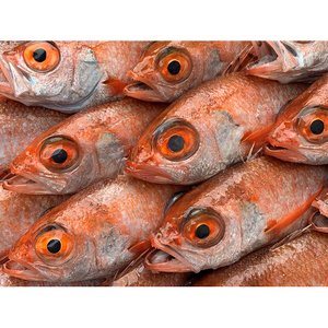 【E-79】鳥取網代港 朝獲れ直送！旬の天然魚セット【さかなや新鮮組】