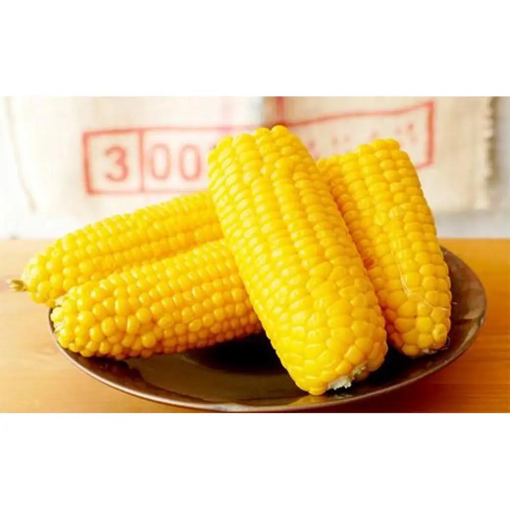 【ふるなびWEEK対象】2026年夏発送 ★数量50限定品★ 北海道のとうもろこし「ゴールドラッシュ」 10本セット  (岸田農園産)｜とうもろこし