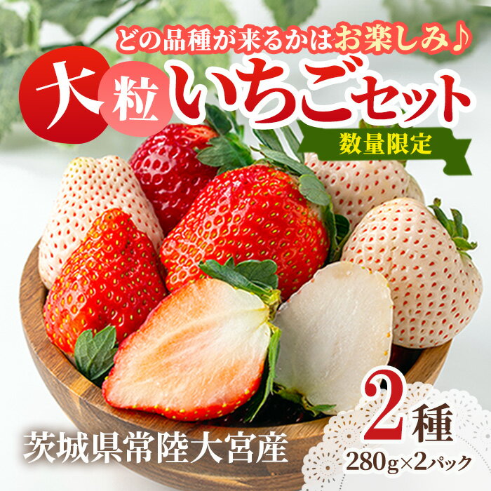【ふるさと納税】【先行予約】大粒いちごセット 280g×2パック 送料無料 イチゴ 苺フルーツ 果物 くだもの デザート 茨城県 常陸大宮市 【つづく農園】 【ho1573】
