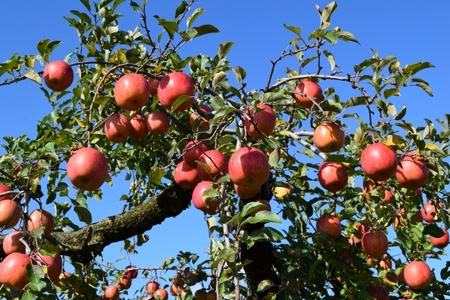 【先行受付】サンふじ・シナノゴールド詰め合わせ　3kg