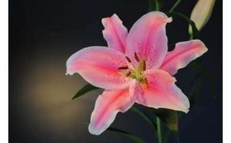 O-96 オリエンタルユリ　花束 期間限定 数量限定 減農薬 有機栽培 大輪 豪華 オリエンタルユリ ユリ 百合 ゆり 花 お花 ハナ はな 明日香園 太良町 佐賀 3リン 4リン  4本