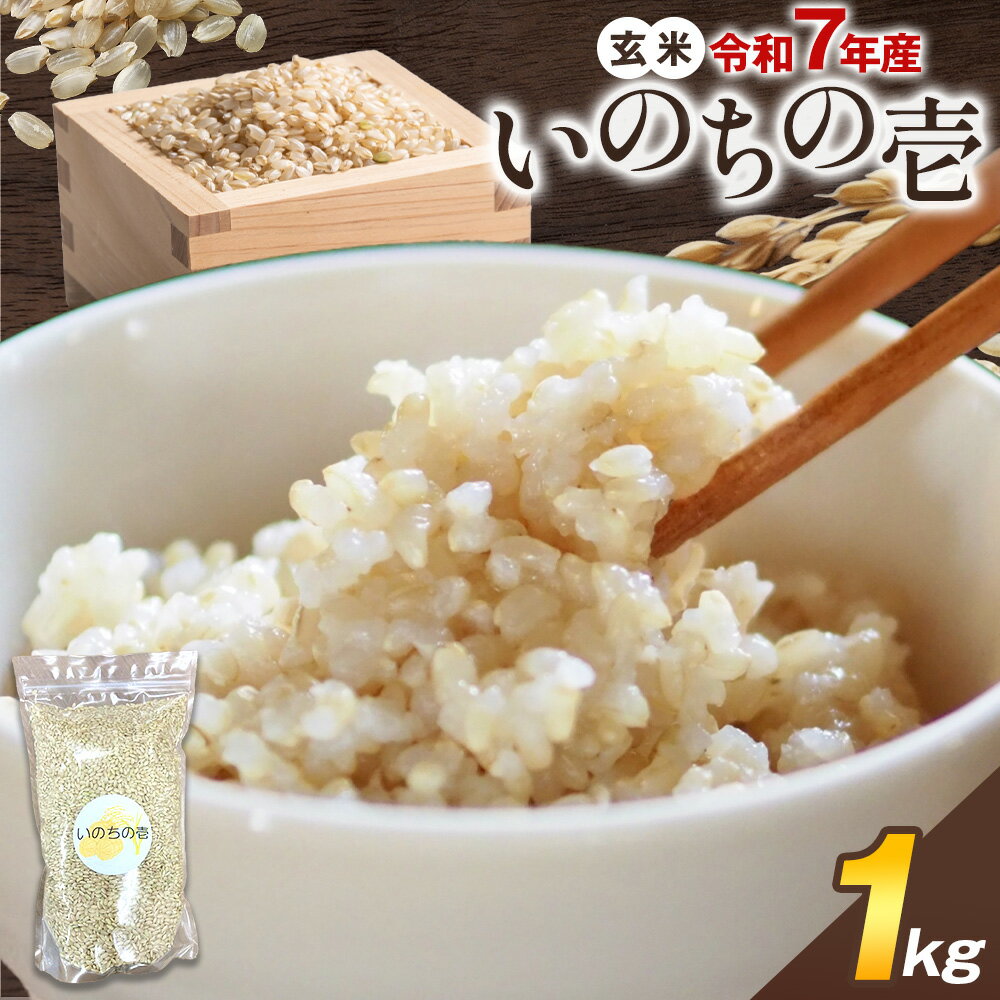 【ふるさと納税】玄米 令和7年産 いのちの壱 1kg 結城市産 けいいちろう商店 《30日以内に出荷予定(土日祝除く）》茨城県 結城市 玄米 米 こめ コメ ご飯 大粒 お弁当 おにぎり