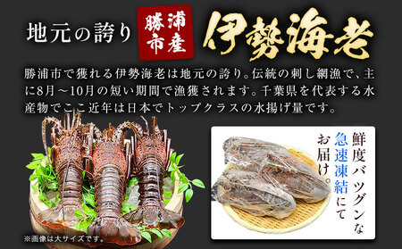天然伊勢海老 千葉県勝浦産 生冷活〆 大サイズ 500gUP×3尾 計1.8kg 【刺身OK】 贈答 株式会社串浜水産《90日以内に出荷予定(土日祝除く)》【配送不可地域あり】（離島）【1498739