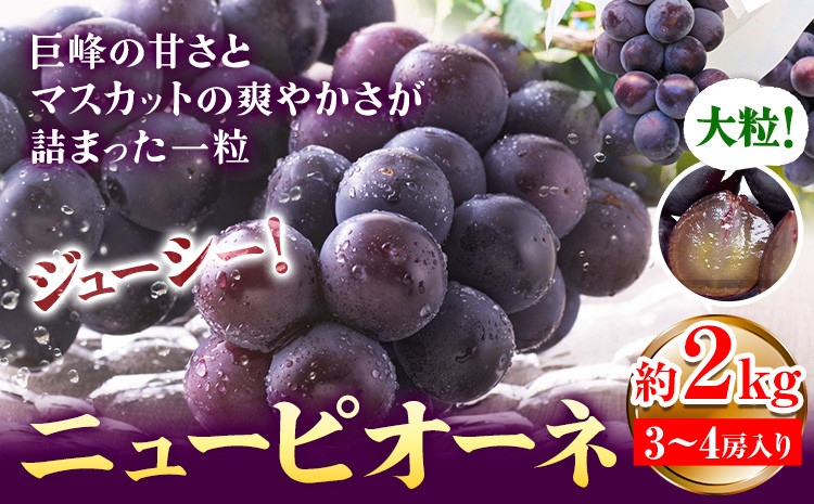 
                  【2026年先行予約】ぶどう ピオーネ ニューピオーネ 約2kg 3~4房 果物 スイーツ フルーツ デザート 葡萄 吉備高原の農園 幸屋 sachiya 岡山県 浅口市《2026年9月上旬から9月中旬に発送予定(土日祝除く)》
                