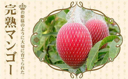 【先行予約】完熟プレミアム プリンセスマンゴー 2L×2玉 マンゴー まんごー フルーツ マンゴー プリンセスマンゴー 完熟マンゴー トロピカル マンゴー 長崎 マンゴーイチオシ マンゴー 【堀内フル