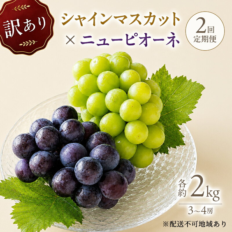 【ふるさと納税】2回定期便 訳アリ シャインマスカット約2kg(3-4房)×ニューピオーネ約2kg(3-4房) 岡山県高梁市産 うめづぶどう園 化粧箱入り 葡萄 ブドウ 大粒 配送不可：北海道、沖縄、離島　お届け：2026年8月20日～10月10日まで