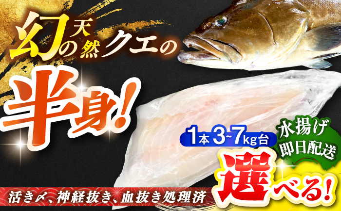 
            【選べるサイズ3～7キロ台】 天然クエ（一本丸ものサイズ半身） [JBS095]  
          