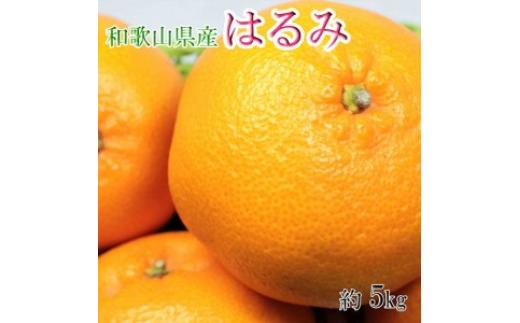 
                  【大玉】和歌山県産はるみ約5kg(3L～5Lサイズおまかせ・ご家庭用) ｜柑橘 かんきつ フルーツ 果物 産地直送※着日指定不可※2024年3月上旬～中旬頃より順次発送予定
                