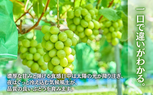 ＜2026年発送分＞ 厳選朝採りシャインマスカット 約1.6～2.0kg（2～3房）シャインマスカット　ぶどう詰め合わせ ぶどう ブドウ 果物 フルーツ 田中ぶどう園 大阪 河内長野 マスカット 種なし シャイン