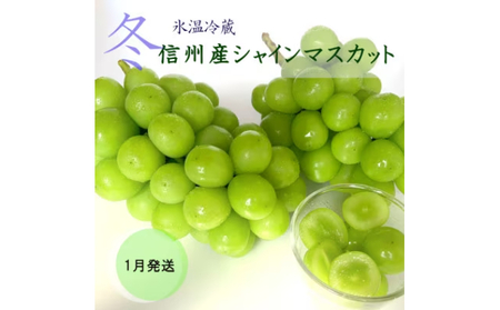 【2026年1月より順次発送】信州産冷蔵シャインマスカット 2房（1.1kg以上）大粒＆大房 果物 ぶどう フルーツ みずみずしい 長野県産 食後 デザート 