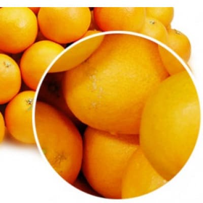 柑橘界のスイーツ!?愛媛県八幡浜産媛まどんな5kg【訳あり】【E35-10】【配送不可地域：離島・北海道・沖縄県】【1492233】