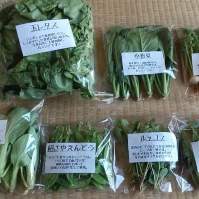 ふるさと納税 飯田市 旬の野菜セット詰め合わせ　Sサイズ 1〜2人分 |  | 02