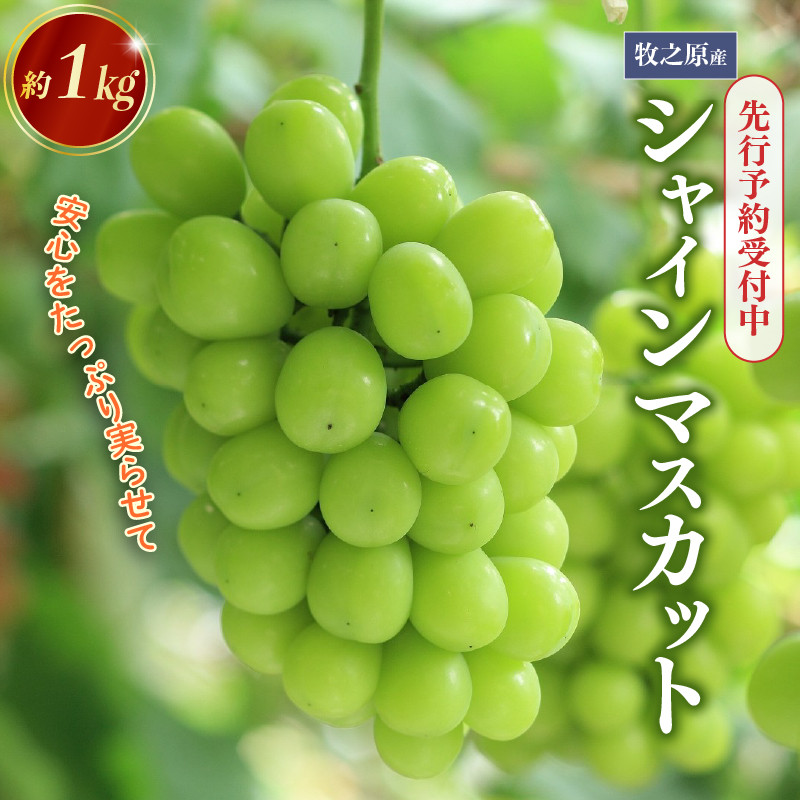 
            【先行予約8月初旬以降発送】 厳選 シャインマスカット 約1kg 人気 フルーツ ぶどう お取り寄せ 国産 安心 しゃいんますかっと 産地直送 葡萄 静岡 牧之原
          