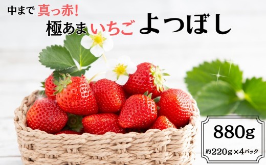 【期間限定】中まで真っ赤！極あまいちご「よつぼし」880g（220g×4パック） / イチゴ 苺 フルーツ 果物 旬 strawberry / 佐賀県 / 株式会社しもむら農園 [41AHAH010]