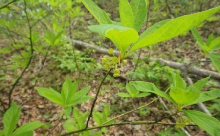 12-01リラックススプレーICHINOKAI"THE"KUROMOJI　PillowMist