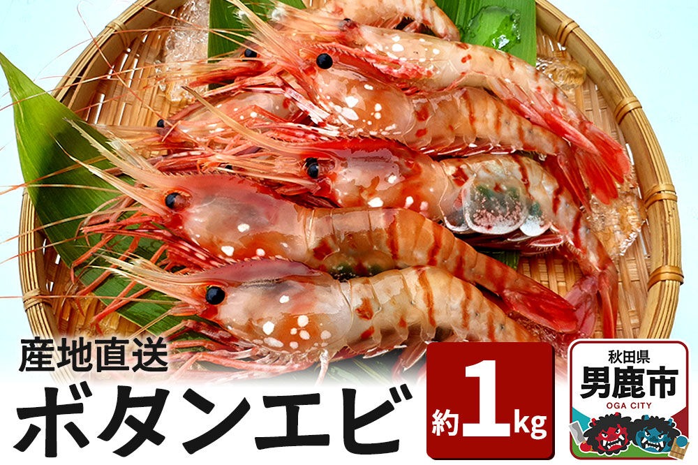《2026年6月上旬より発送》産地直送 ボタンエビ 約1kg！ ぷりっぷりでとろける甘さ お刺身や海鮮丼に 秋田県 男鹿市 萬漁水産|23_mgs-031001