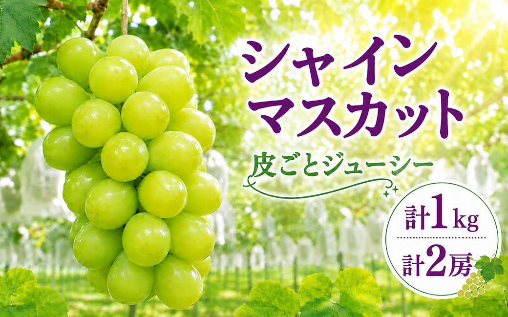 
                  シャインマスカット ぶどう 種なし 約500g 2房 先行予約 生産者直送 朝採れ 期間限定｜シャインマスカット  葡萄 グレープ 果物 フルーツ 甘い おいしい 旬 農家直送 新規就農  限定 果樹 高級果物 お取り寄せ 新鮮 人気品種 デザート スイーツ 美味しい ギフト 人気 井上レジャー 茨城県 常陸太田市
                