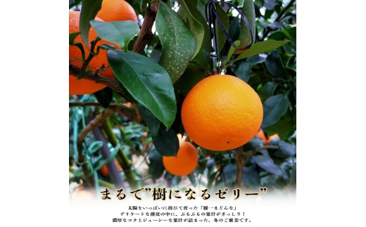 【先行受付】ゼリーのような食感！「媛一まどんな」約1.3kg入【28-47】_みかん ミカン  まどんな マドンナ 柑橘 柑橘類 フルーツ 果物 くだもの 人気 美味しい 愛媛県 八幡浜 ふるさと Y