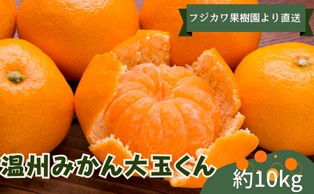 みかん 温州みかん 大玉くん 柑橘 みかん【約10kg】【先行予約】