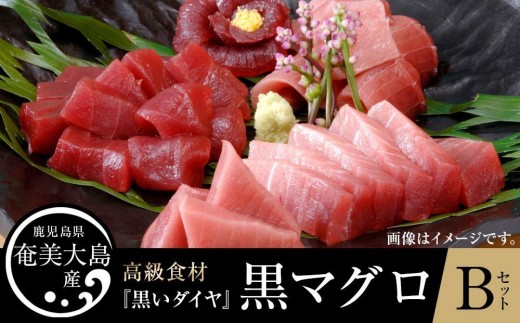 
                  鹿児島県奄美大島産高級食材『黒いダイヤ』黒マグロ　Bセット|マグロ まぐろ 黒マグロ クロマグロ 養殖マグロ 冷凍マグロ マグロ刺身 マグロ中トロ マグロ赤身 お取り寄せ 人気 おすすめ 奄美大島 鹿児島県 瀬戸内町
                
