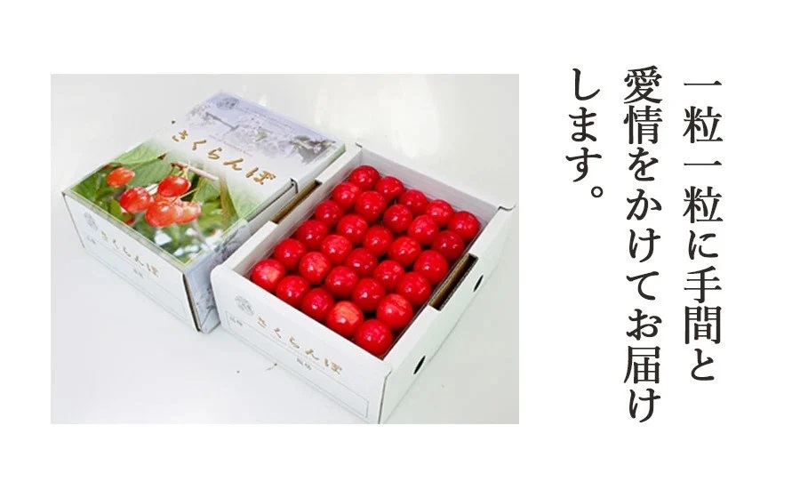 【令和7年産先行予約】山形県鶴岡産さくらんぼ「佐藤錦」プレミアム 3L手詰め 500g JA庄内たがわ K-785