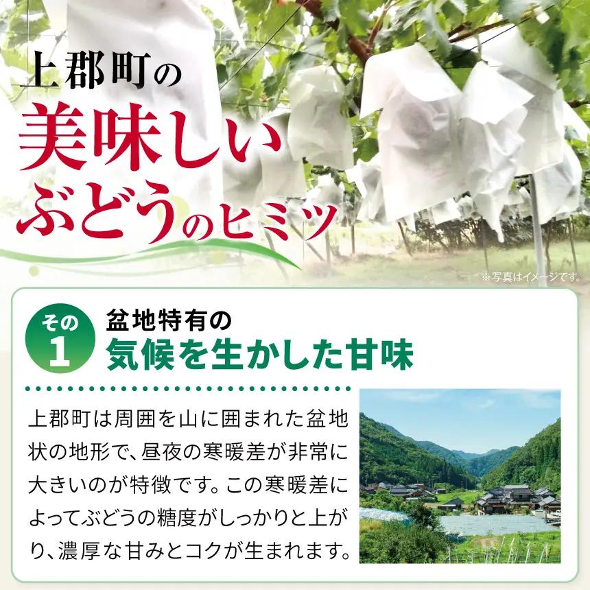 瀬戸ジャイアンツ 2房 ( 1房 約 700g ～ ) | 果物 くだもの フルーツ ぶどう ブドウ 葡萄 兵庫県 上郡町