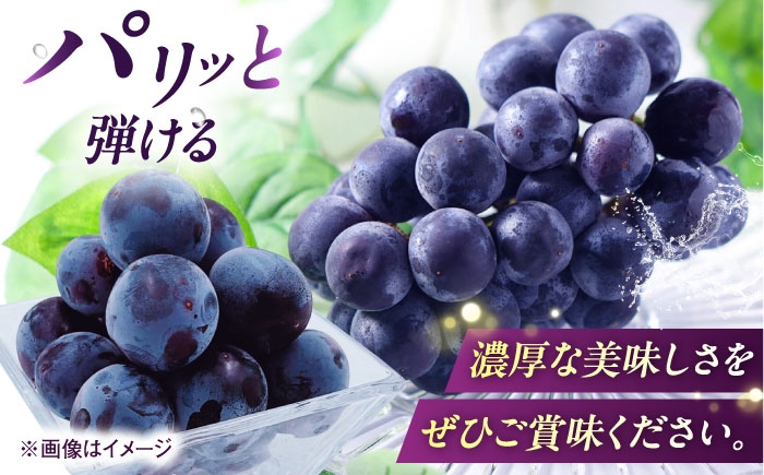 ブドウ 美味しい ぶどう ピオーネ 大人気 葡萄 愛媛県 葡萄 新鮮 旬 フルーツ 果物 食品 葡萄 新鮮ぴおーね 種なし