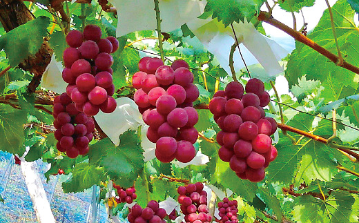 【令和6年産先行予約】 大粒ぶどう 食べ比べセット おまか