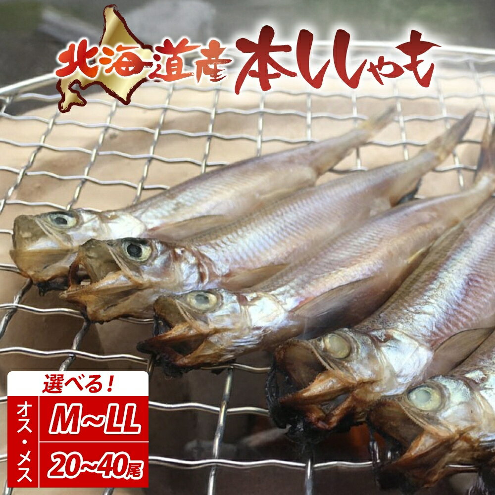 【ふるさと納税】≪選べる 内容量 ≫北海道産 阿部水産 ししゃも セット 本ししゃも 雄 雌 オス メス 魚卵 卵 たまご タマゴ子持ち 北海道土産 季節限定 ほくほく 子魚 無添加 クール便 冷凍 送料無料 北海道 日高町