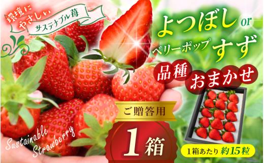【贈答用】 高級いちご よつぼし すず 品種おまかせセット （15粒 × 1箱） ゆりかご入り いちご 【hfpr002-01】