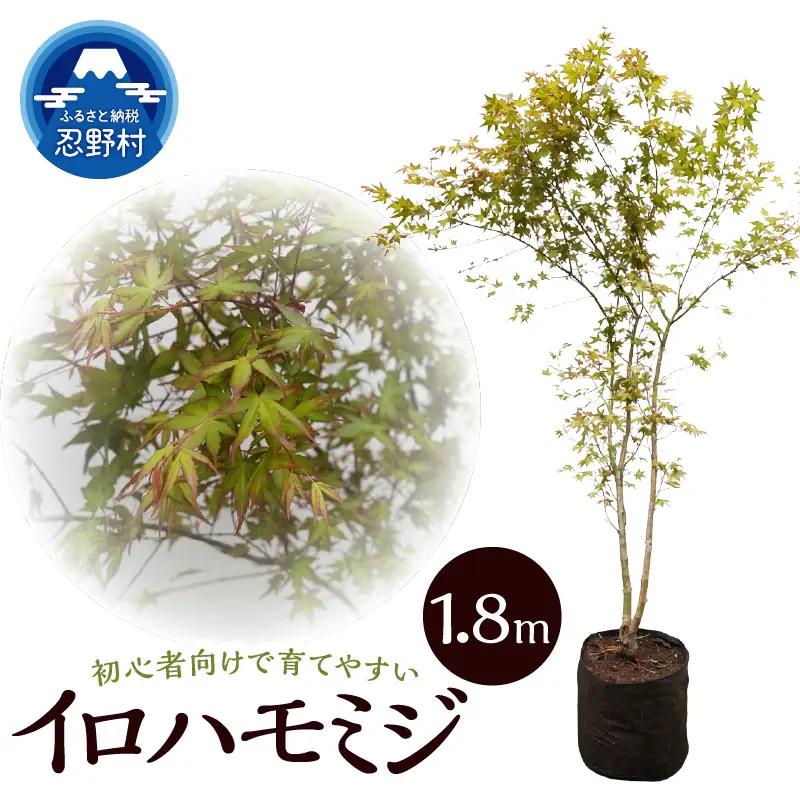 植木　イロハモミジ　1.8ｍ